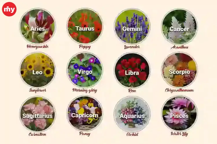 Which Flower Suits Your Personality As Per Your Zodiac Sign