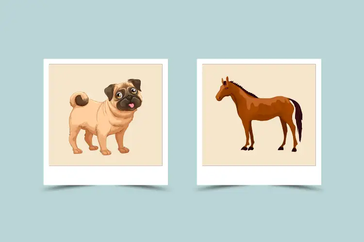 Dog and Horse Compatibility