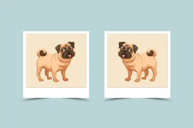 Dog and Dog Compatibility: Characteristic and Astrological match