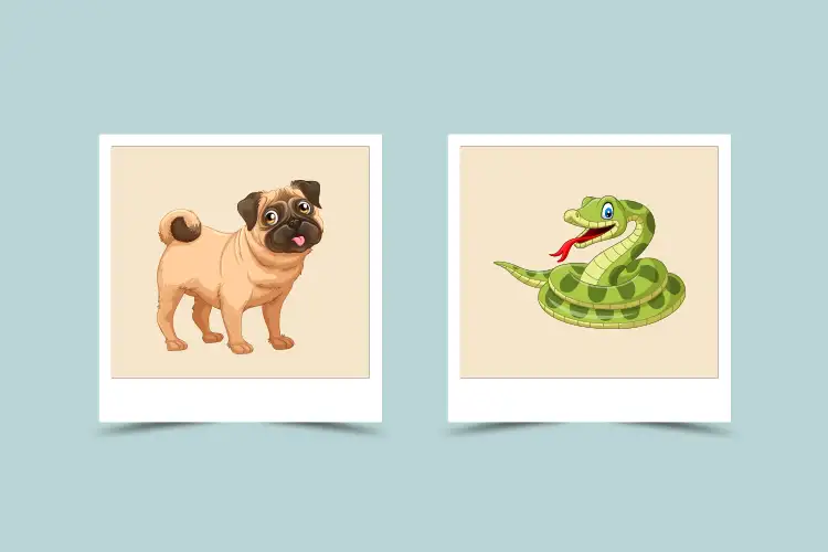 Dog And Snake Compatibility Analysis and Personality Traits