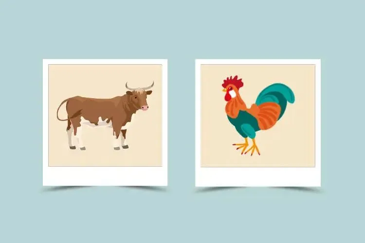 Ox and Rooster Compatibility – Ox Chinese Zodiac – Rooster Chinese Zodiac