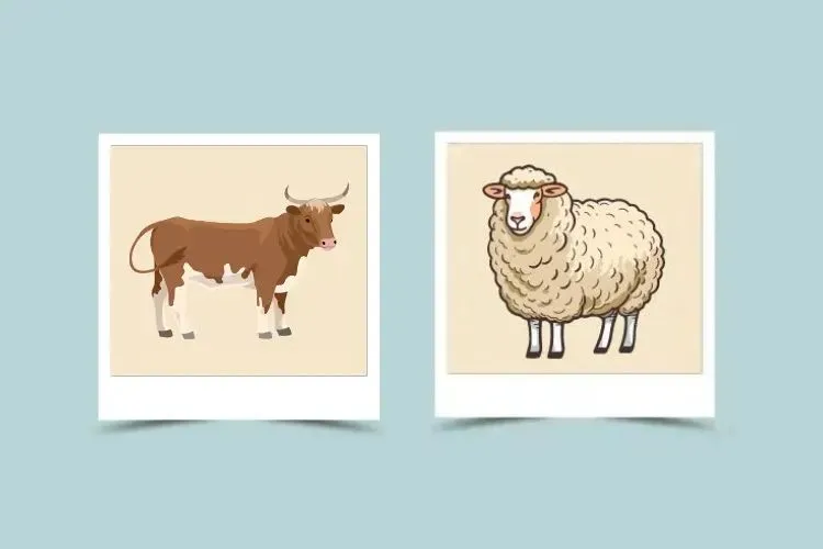 Ox and Sheep Compatibility – Ox Chinese Zodiac – Sheep Chinese Zodiac