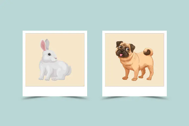 चीनी राशियां खरगोश (Rabbit) और कुत्ता (Dog) की अनुकूलता