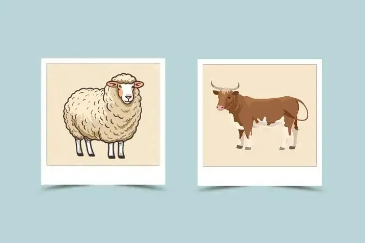 Sheep and Ox Compatibility – Sheep Chinese Zodiac – Ox Chinese Zodiac