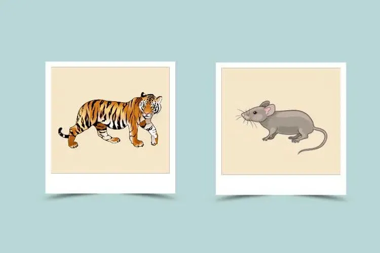 बाघ और चूहे की अनुकूलता – बाघ राशि – चूहा राशि